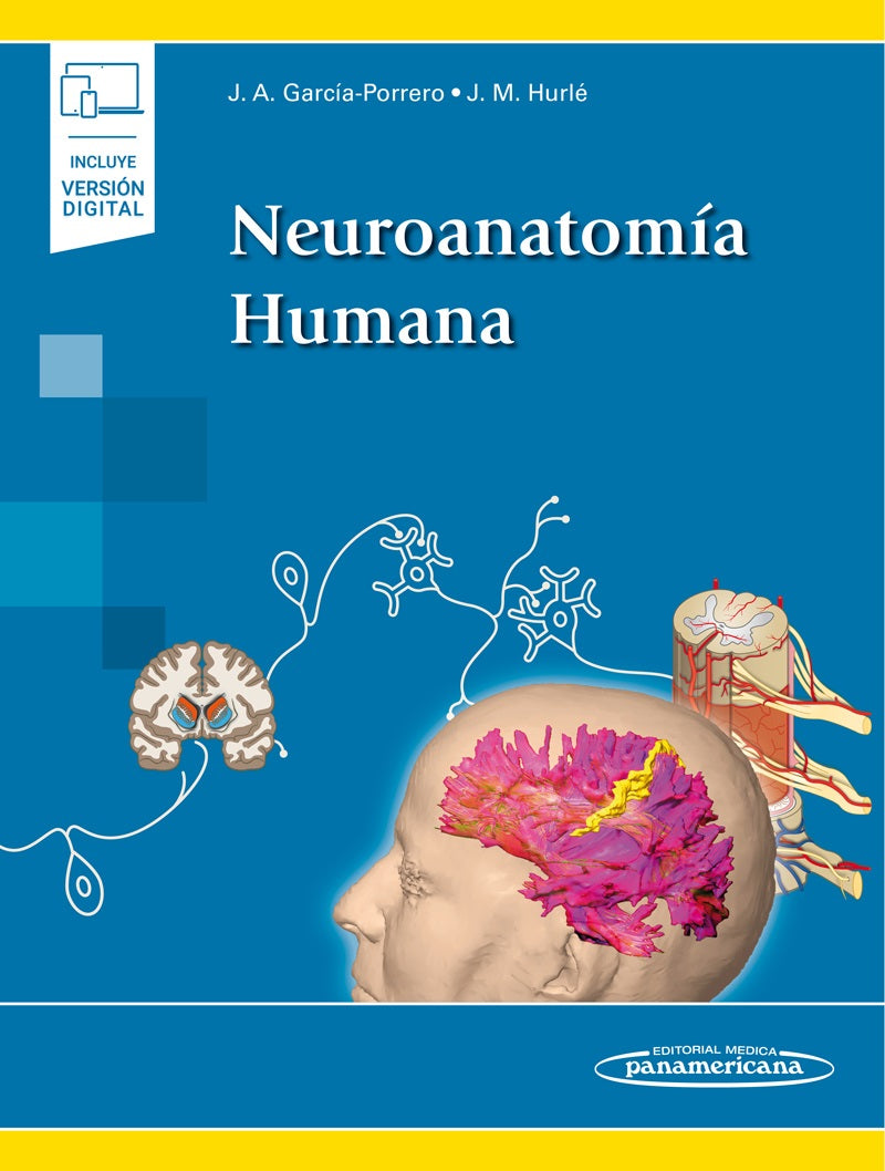 NEUROANATOMÍA HUMANA